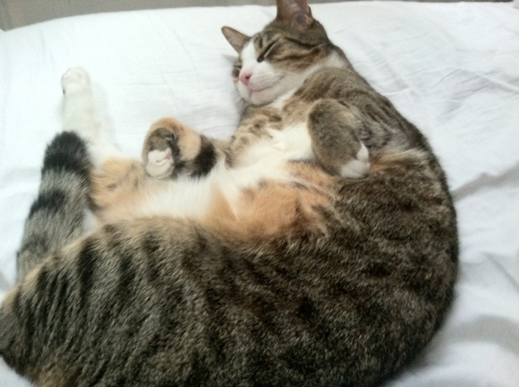 冰岛提前终结奥地利悬念，卢卡库西甲国家德比接管比赛闪耀双线