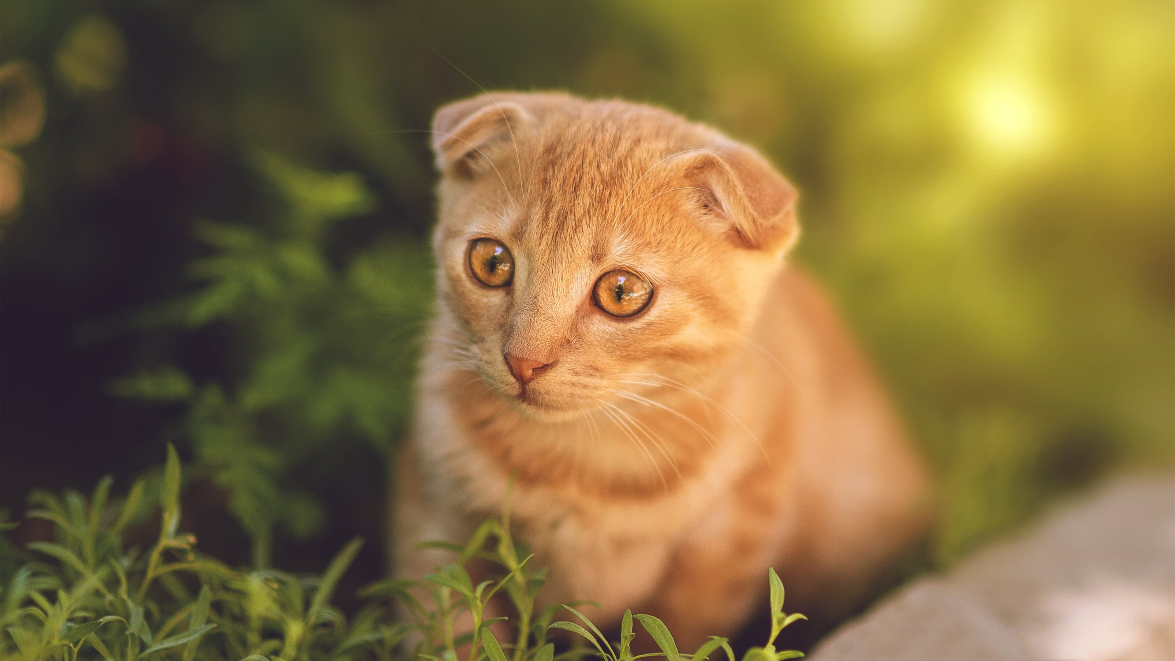 国家德比硝烟外,哥斯达黎加的伯纳乌之战—当加勒比火力遭遇永恒之城