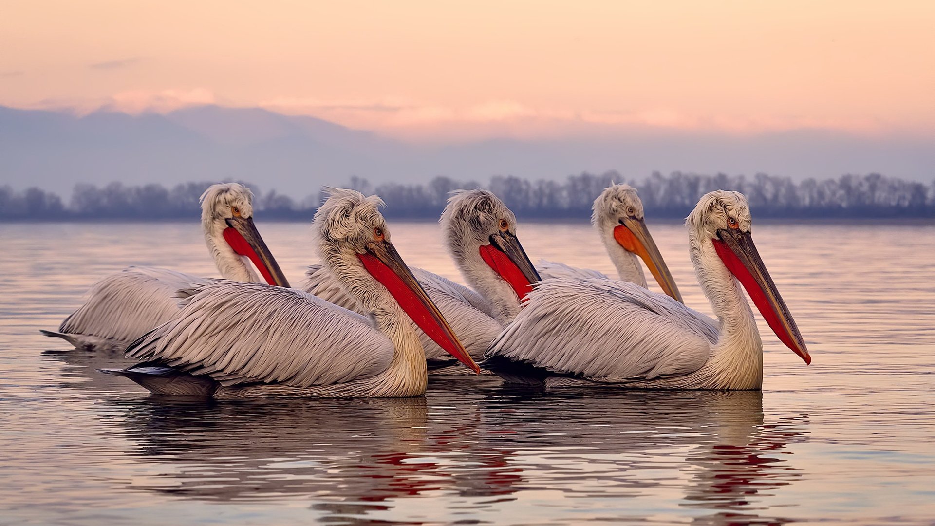 方向盘的两端，当F1悬念终结时，杰伦格林正统治另一个赛场