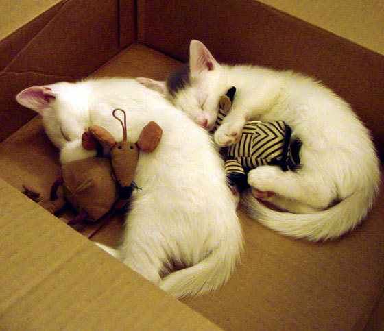 最后三分钟逆转乾坤，贝恩绝境觉醒成雷霆翻盘辽宁关键先生