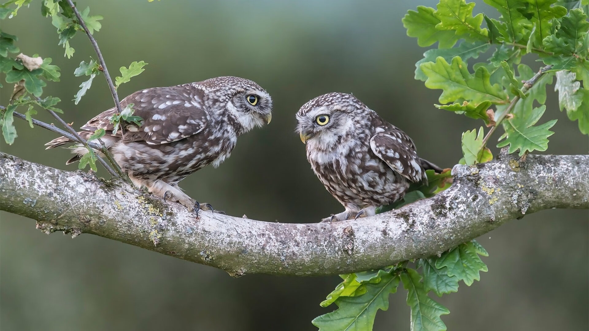 救赎时刻，武切维奇的致命一击与黄蜂的绝杀奇迹