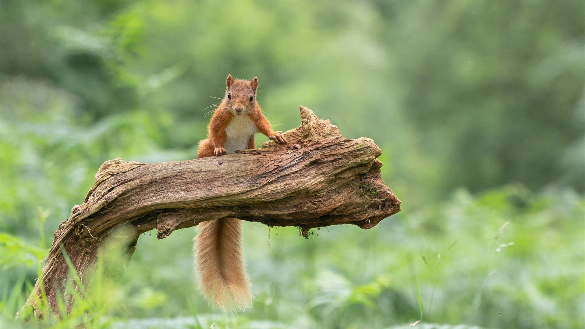 黑夜中的闪电,布鲁诺终场绝杀,多特蒙德逆转丹麦