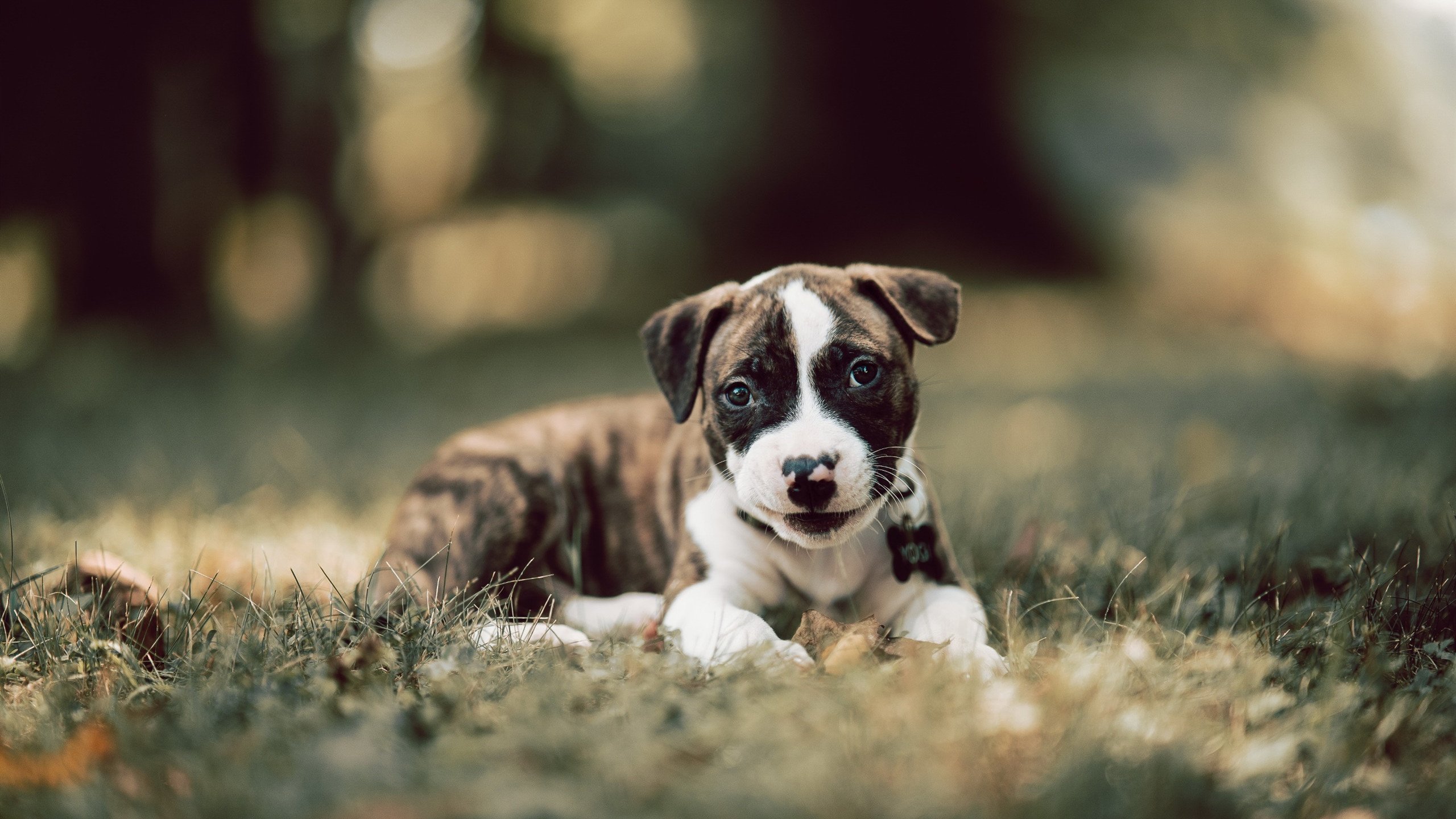 哈兰德化身波斯湾战神,一场改写伊拉克足球命运的归化奇迹