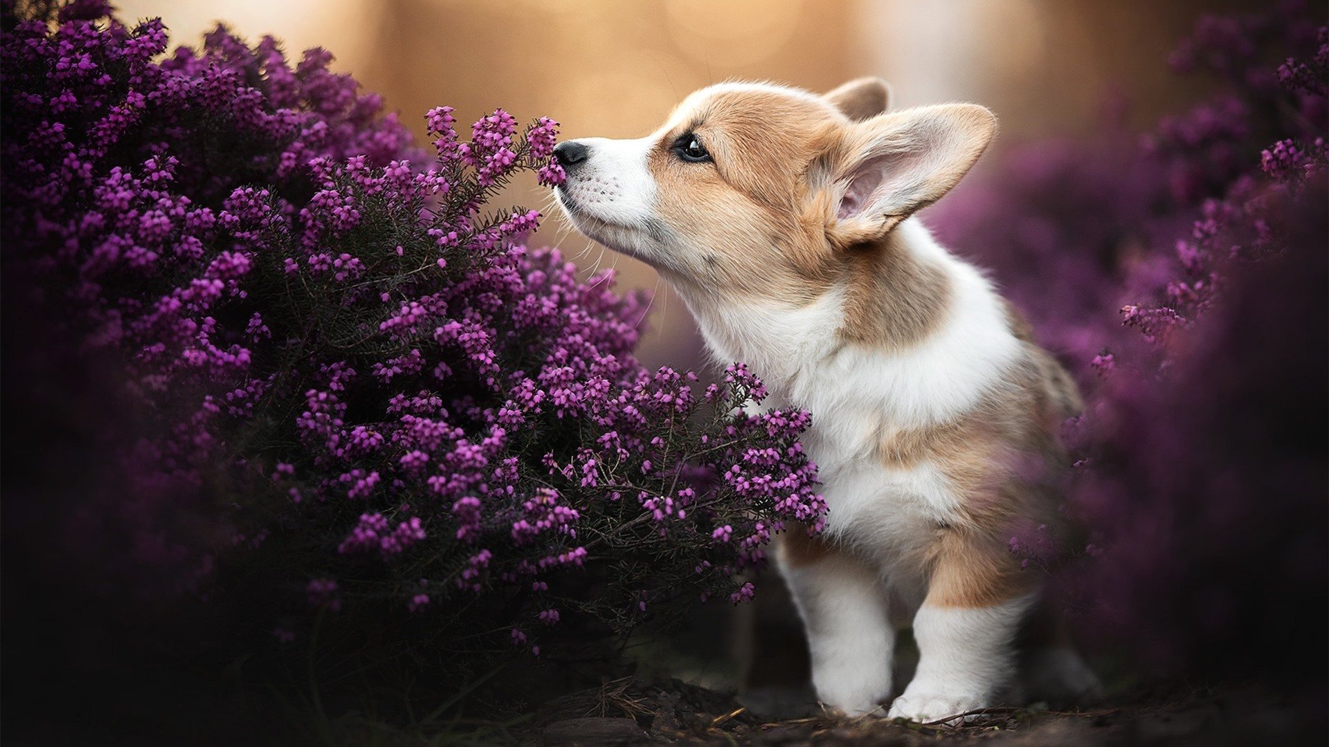 足球奇迹的诞生密码，埃及锁死梅西与弗拉霍维奇的关键绝杀
