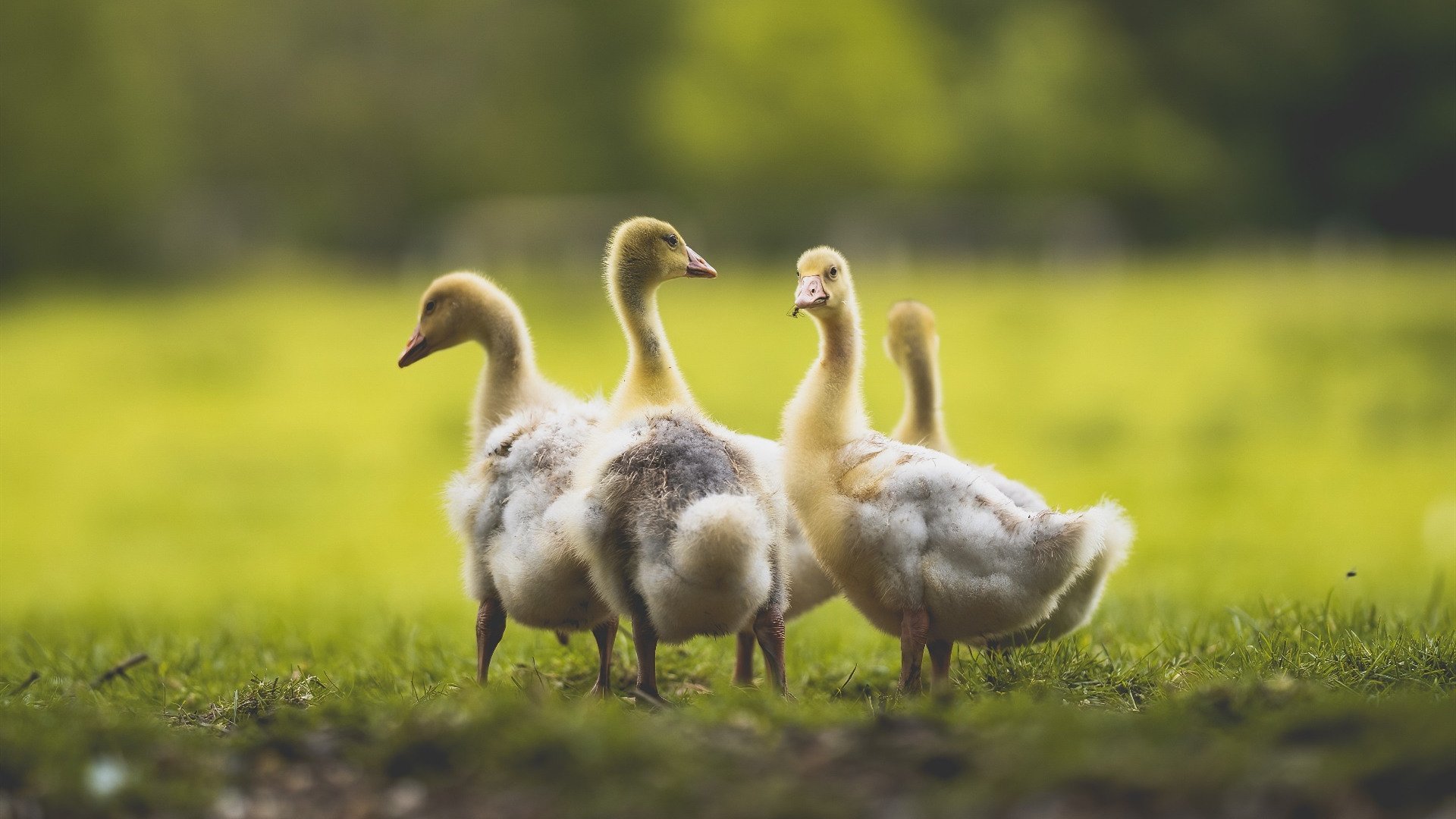 接管时刻，从克鲁伊夫竞技场的尖叫到蒙特卡洛的方向盘