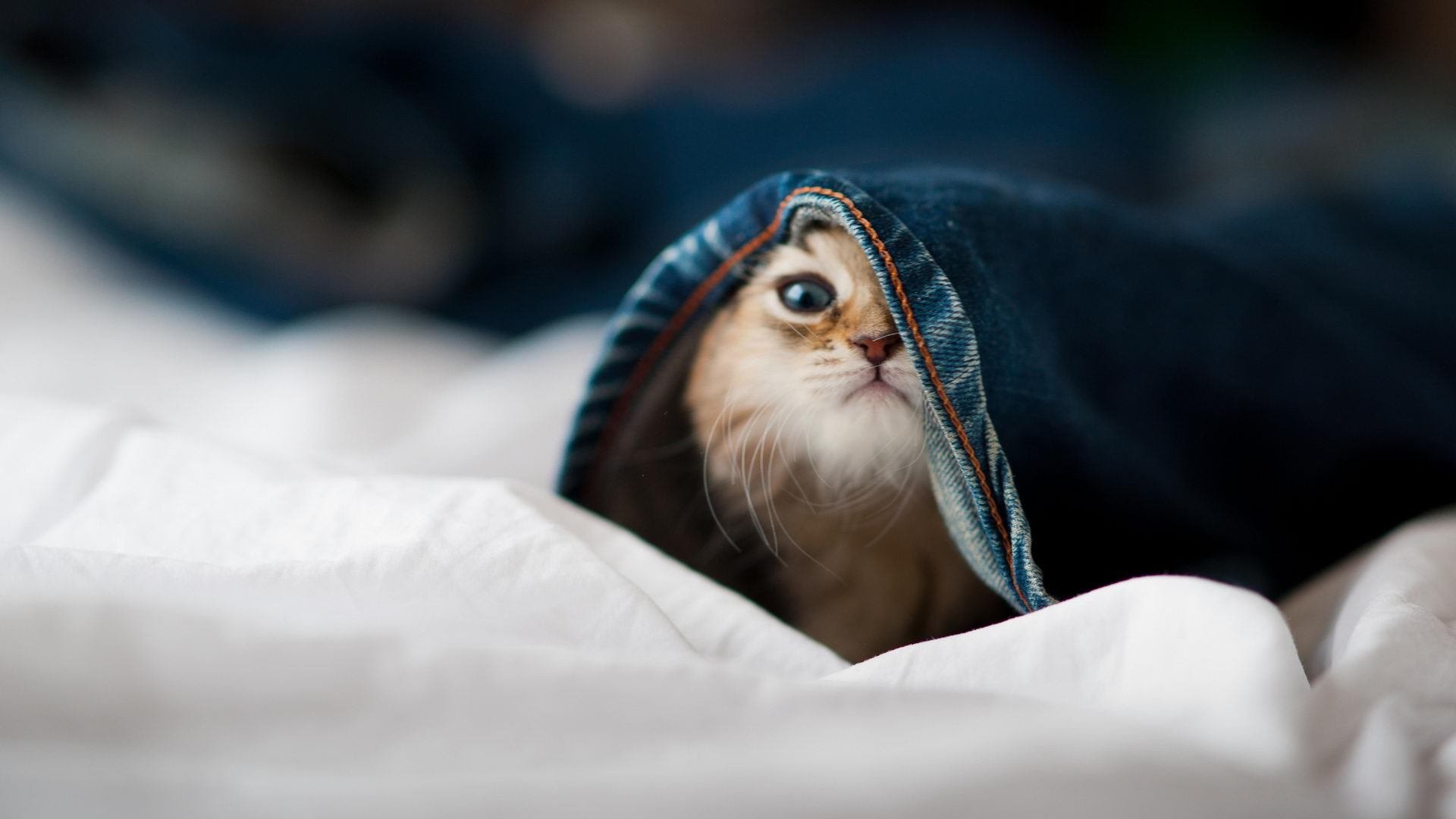 双线战火，从不败神话的集体韧性，到冠军之心的个人接管