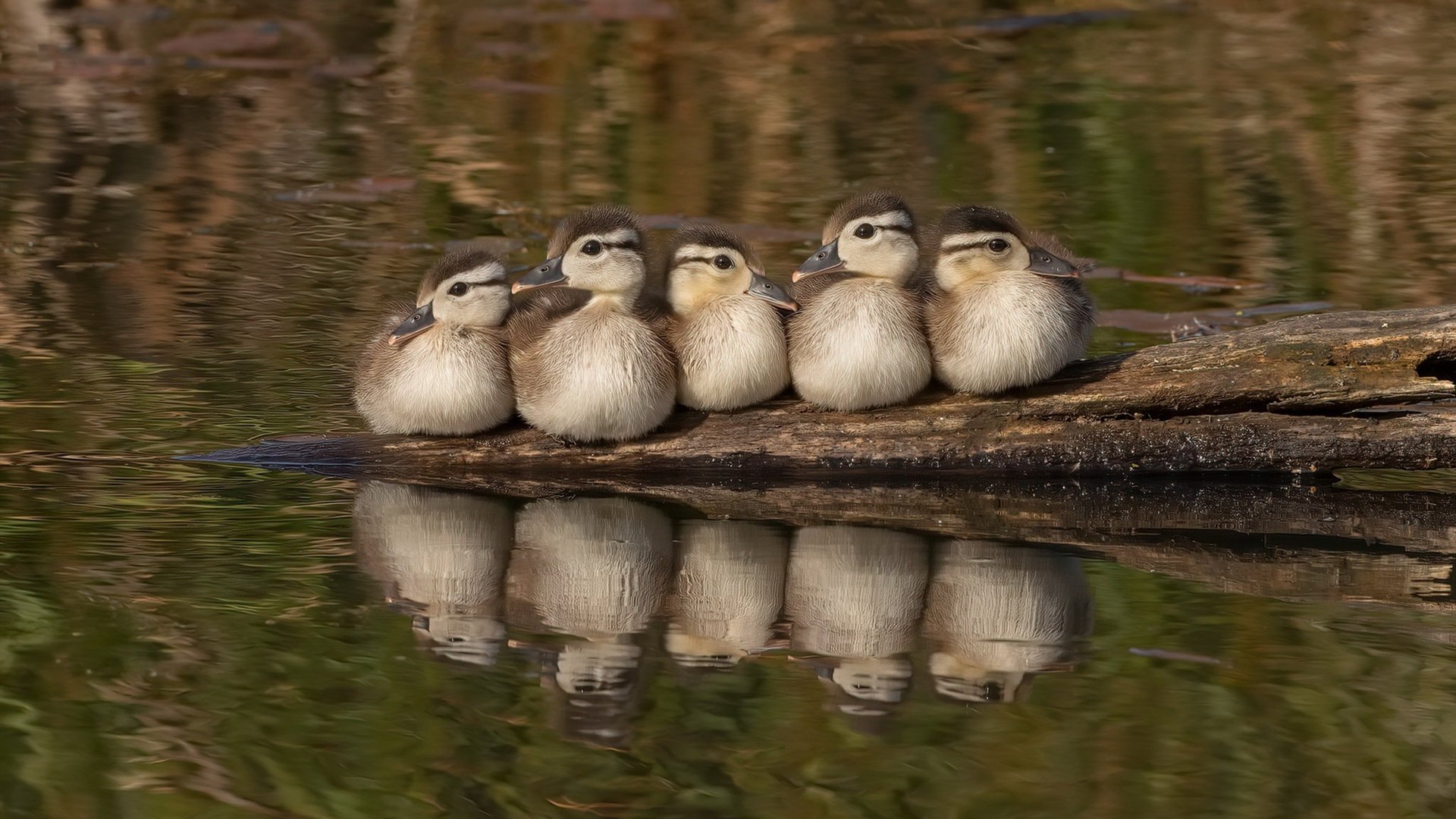 布克手术刀般的教科书表演，勇士队以科技感十足的进攻碾压辽宁