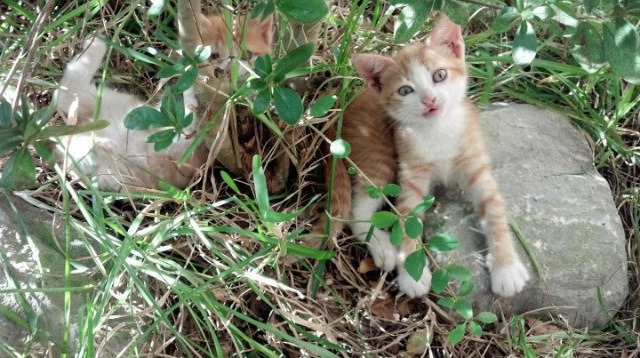 冰川上的鹰,2026世界杯之夜,阿坎吉用沉默封存的史诗