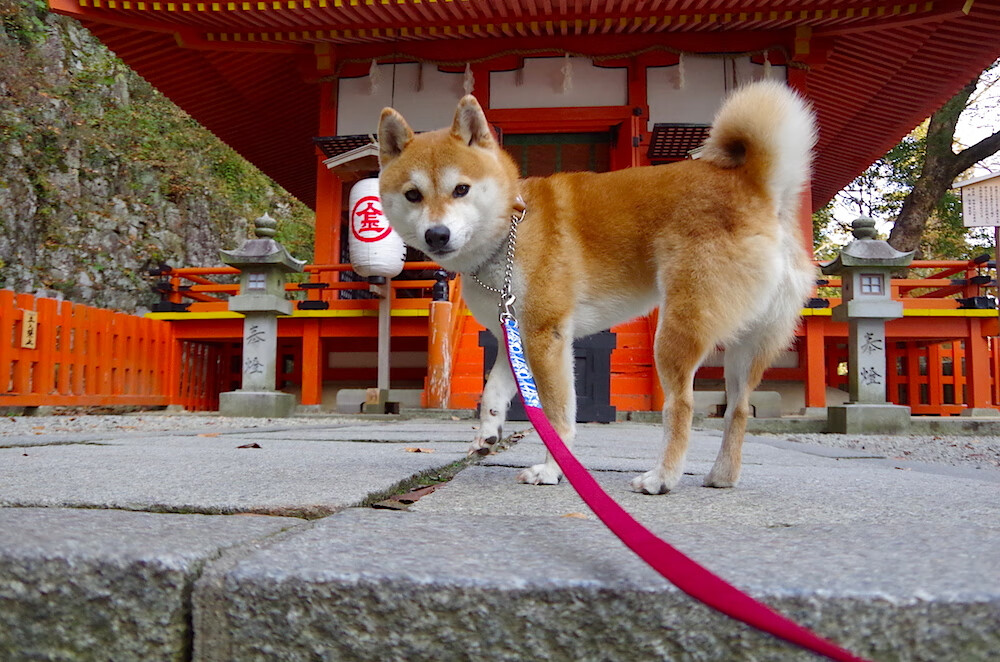 美加墨世界杯焦点战，比利时以马德里竞技式铁血防守带走胜利